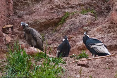 Калифорнийский кондор - eBird