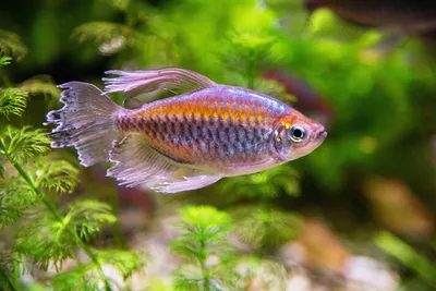Тетра Конго - Phenacogrammus interruptus - Рыбки - Nano Fish
