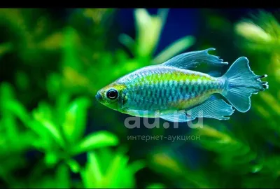 Congo Tetra Phenacohmus Interruptus Красивая Рыба Реки Конго Африке Живое  стоковое фото ©nagatsuki.hikaru@gmail.com 264939148