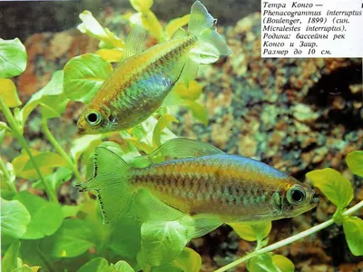 Конго, аквариумная рыбка (3-4 см) в интернет-магазине Seaprice