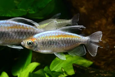 Тетра Конго - Phenacogrammus interruptus - Рыбки - Nano Fish