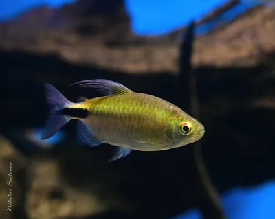 как содержать рыбу Конго. Phenacogrammus interruptus, Aquarium fish,  Zierfische, Laichfische - YouTube