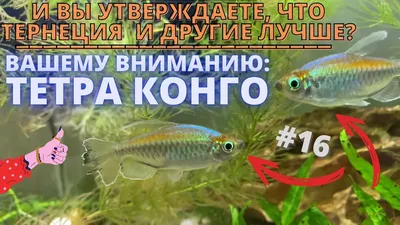 Photopodium.com - Рыбки Конго.