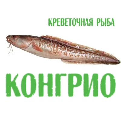 Конгрио (креветочная рыба) тушка - Раки и морепродукты в Пензе - купить  раков, где купить раков, куплю раков, вареные раки, морепродукты, креветки,  краб, икра