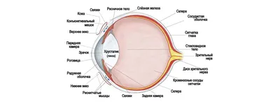 Травмы глаза – лечение и симптомы при кровоизлияниях, ранениях роговицы и  других повреждениях