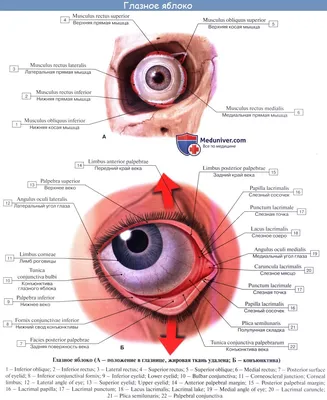Анатомия: Соединительная оболочка глаза, tunica conjunctiva. Конъюктива  глаза