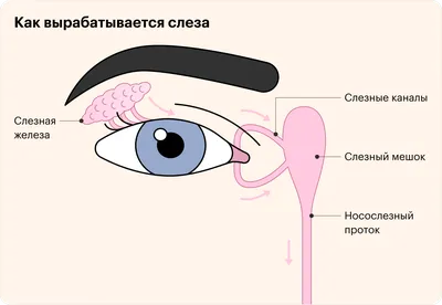 Глаз иллюстрации : нормальная анатомия | e-Anatomy