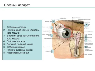 Глаз иллюстрации : нормальная анатомия | e-Anatomy