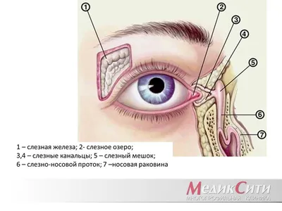 Глаз иллюстрации : нормальная анатомия | e-Anatomy