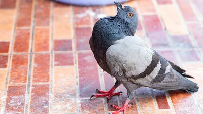 В Англии обнаружили новый вирус, превращающий голубей в «зомби» - Hi-News.ru
