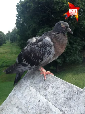 Жителям Карелии рассказали, почему не стоит кормить голубей | Столица на  Онего - новости Петрозаводска и Карелии | Дзен