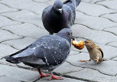 В Минсельхозе Карелии рассказали, почему опасно кормить голубей