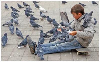 Опасны ли городские голуби для человека? | Пикабу