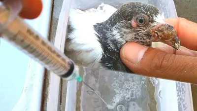 Вертячка, орнитоз и бешенство — какие заболевания распространяют голуби