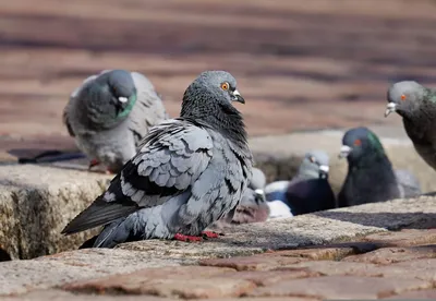 Мертвые голуби - это не шутки: волгоградцев предупреждают об опасном вирусе  птиц - KP.RU