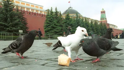 ФОТО основных заболеваний - Лечение голубей - Форумы Mybirds.ru - все о  птицах