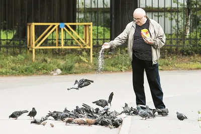 Болезни голубей и их лечение | ВКонтакте