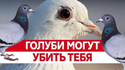 Болезнь, от которой массово гибнут голуби в Петербурге, опасна для людей -  KP.RU