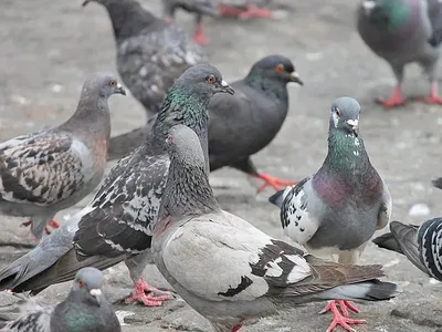 В Новокузнецке специалисты следят за тем, чтобы голубей и уток не ели •  29.11.2022 • Новости • Сибдепо