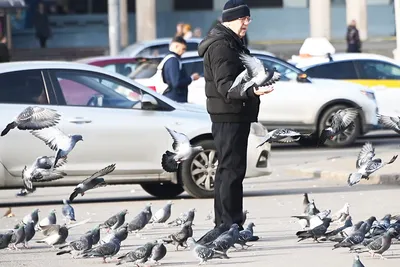 Опасны ли городские голуби для человека? | Пикабу