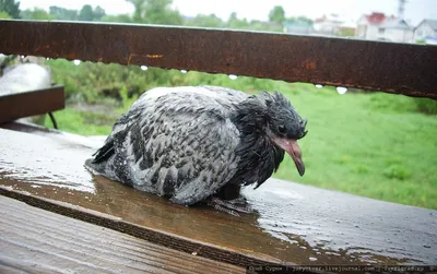 Вирусная эпидемия среди голубей в Твери