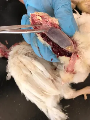 Вакцинация голубей в Краснодаре - прививка голубям | «Верные Друзья»