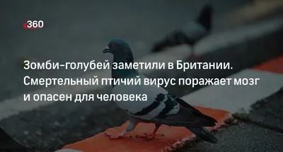 Инфекционист Семёнов оценил опасность вируса, превратившего голубей в зомби  - Российская газета