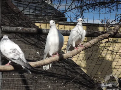 Птичий грипп - голуби в Британии похожи на зомби