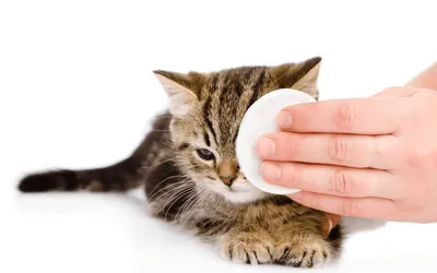 Как вылечить конъюнктивит у кошек? Что делать, если у кошки покраснели  глазки? | Рассказы о жизни ветеринарного врача | Дзен