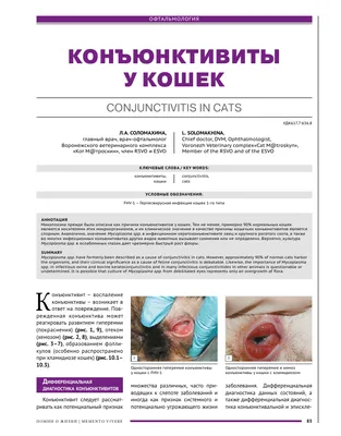 Конъюнктивит у кошек и собак: причины, симптомы, лечение