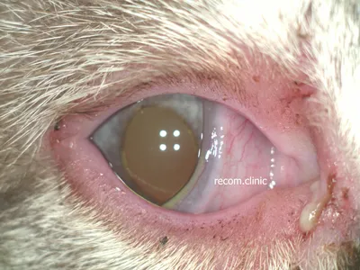 Как вылечить конъюнктивит у кошек? Что делать, если у кошки покраснели  глазки? | Рассказы о жизни ветеринарного врача | Дзен