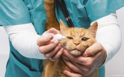 Основы кошачьего вируса герпеса-1 с доктором Шелби Рейнштейн, DACVO | Блог  о непрерывном ветеринарном обучении VETgirl