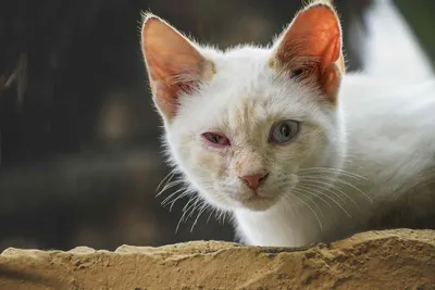Конъюнктивит у кошек и котов — лечение в Москве, цена на услуги ветеринара  в клинике \"Амикус ВЕТ\"