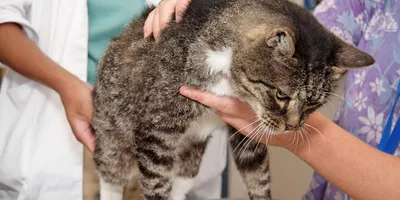 Катаральный конъюнктивит у кошек: симптомы, причины, лечение