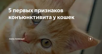 как лечить коньюктивит у кошек｜Поиск в TikTok