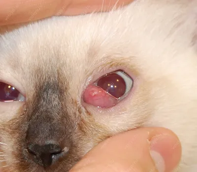 Герпесвирус кошек, вирусный ринотрахеит кошек | Офтальмологическое  отделение ветеринарной клиники - Part 6