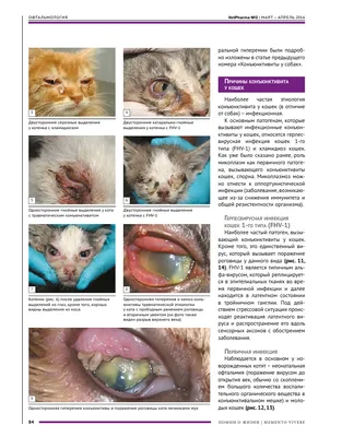 Протрузия (выпадение) третьего века кошек | Ветеринарная клиника доктора  Шубина