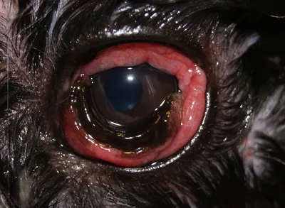 Vet Profi - У кошки покраснели глаза? Вы заметили активное выделение слизи  из глаз? ℹ Конъюнктива - это тонкая слизистая оболочка покрывает глазное  яблоко и выстилает внутреннюю поверхность век. Она защищает глазное