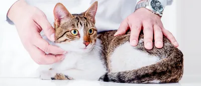 Симптомы и лечение мозжечковой атаксии у кошек