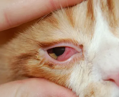 Конъюнктивит у кошек | Офтальмологическое отделение ветеринарной клиники