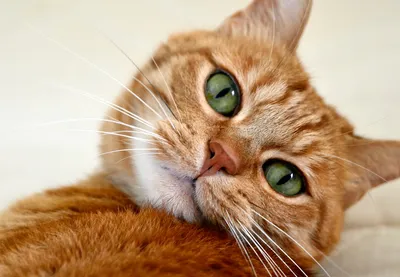 Герпетический кератоконъюнктивит кошек | Ветеринарная клиника доктора Шубина