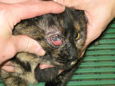 Конъюнктивит у кошек и котов — лечение в Москве, цена на услуги ветеринара  в клинике \"Амикус ВЕТ\"