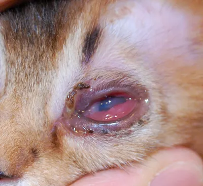 Воспаление глаз у котов | VetPet