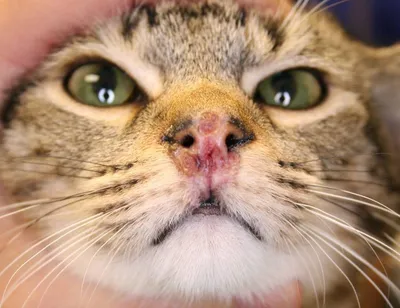 Проблемы с глазами у кошек: что нужно знать каждому владельцу | Без кота и  жизнь не та | Дзен