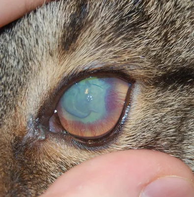 Деформация и изменение глазной щели у кота как результат посттравматических  осложнений.
