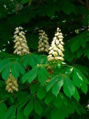 Каштан конский обыкновенный (Aesculus hippocastanum) — путеводитель по  отдыху в Крыму