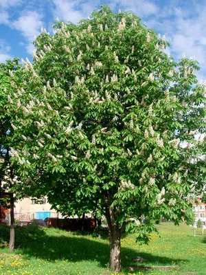 Каштан конский (Aesculus hippocastanum) - цены, фото и описание | Купить  саженцы для посадки с доставкой почтой в питомнике ДивоСад-СПб