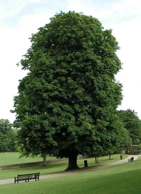 Конский каштан обыкновенный – дерево и древесина – Aesculus hippocastanum