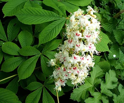 Конский каштан ( Aesculus hippocastanum ) - Phytocode