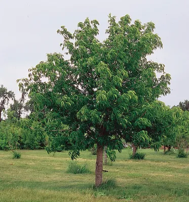 Конский каштан обыкновенный, aesculus hippocastanum